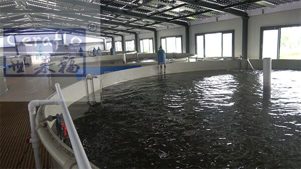 水產養殖尾水處理工藝流程